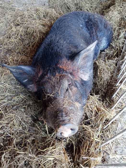 Продам кабана производителя