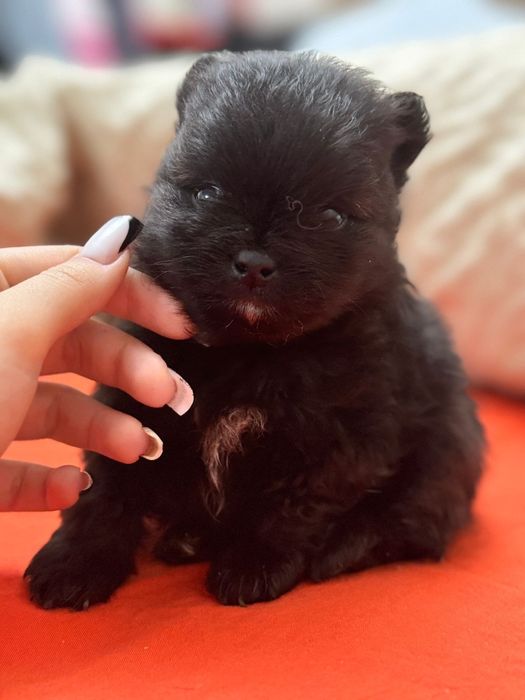 Померанский шпиц