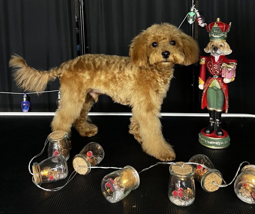 Мъжки мини пудел той