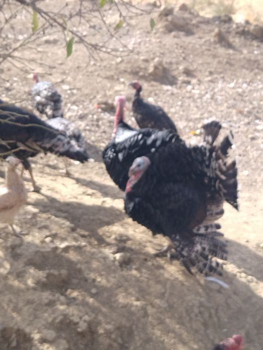 Куркалар сотилади кело 85 000 сумдан