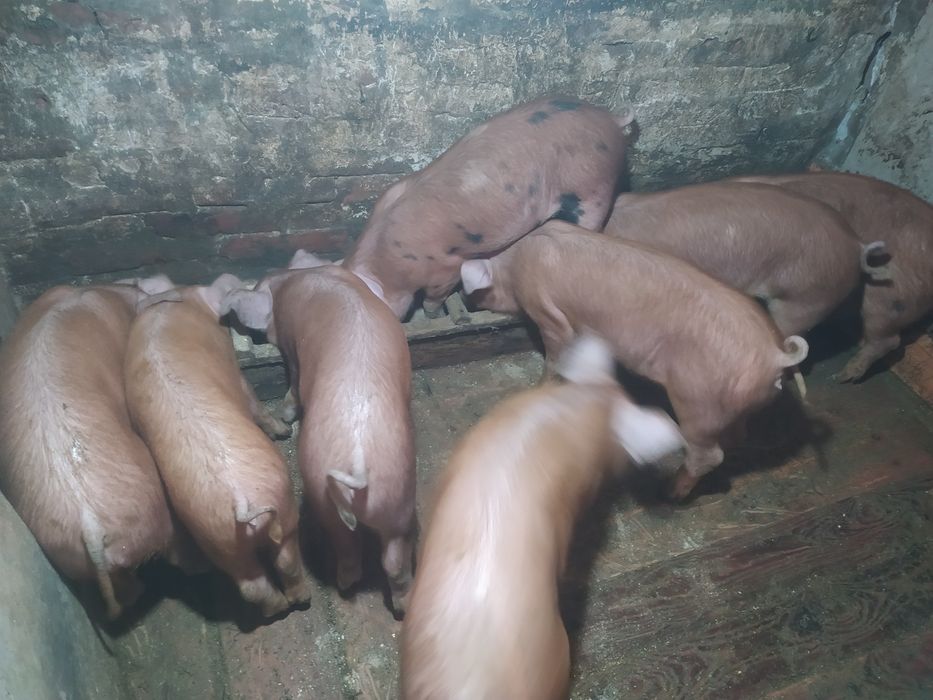 Vând baloți de lucernă