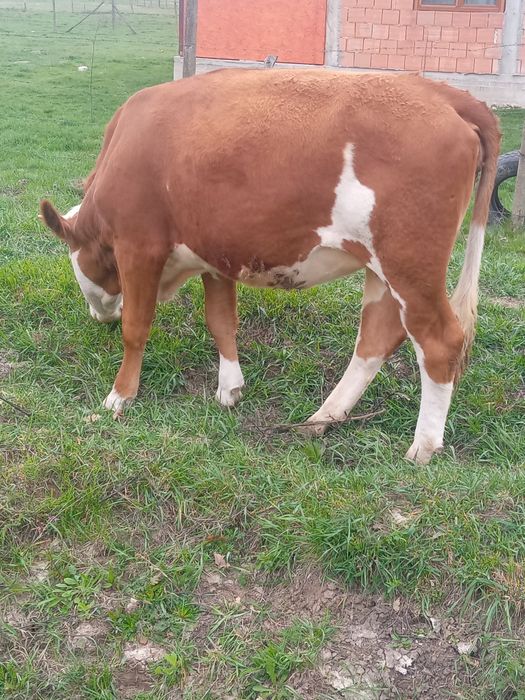 Vand juninca gestanta cu taur aubrac, vârstă doi ani