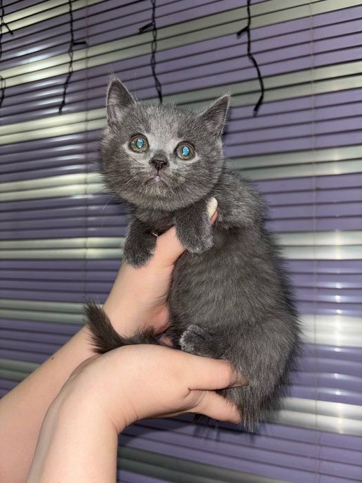 Котята шотландские