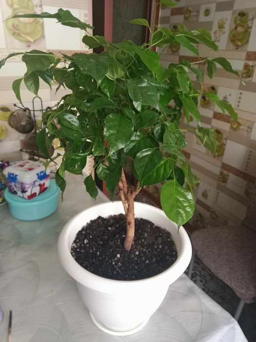 Цветок Радермахера дерево продам