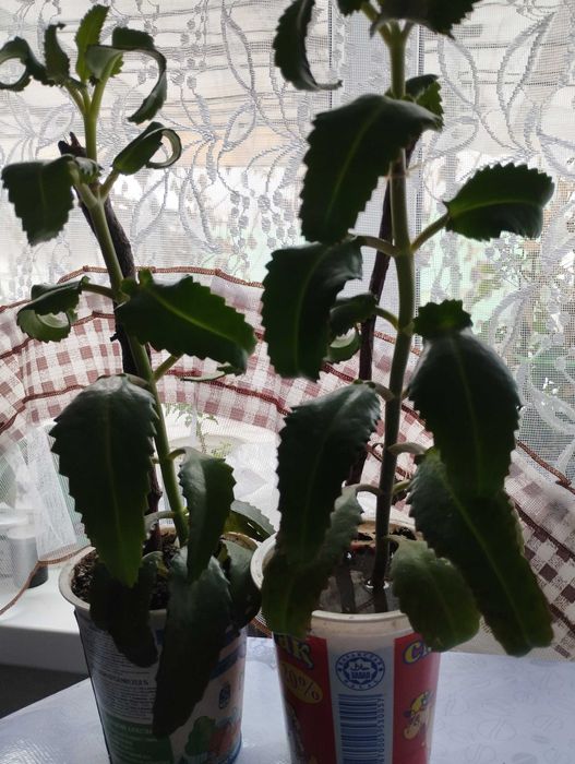 Продаю лечебный Каланхоэ, район Саяхата.