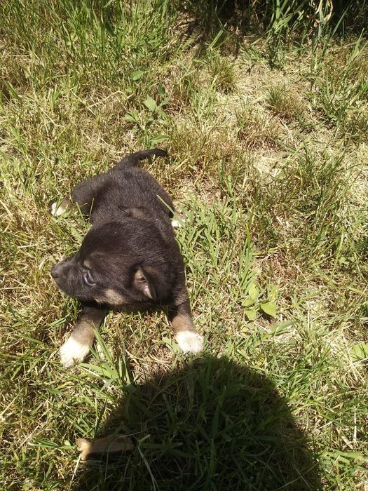 Щенки в ответственные руки