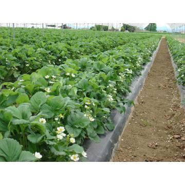 Rasad stoloni Capsuni remontant Albion