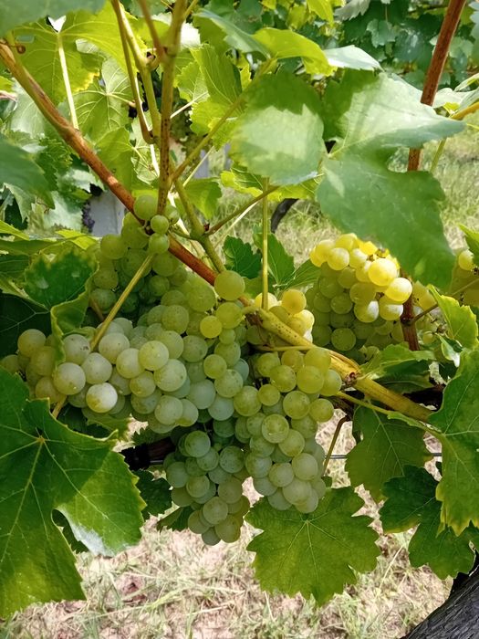 Struguri de vin tamaioasa românească, feteasca  neagra și ottonel