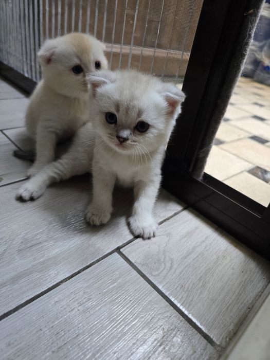 Очаровательные котята скоттишь страйт и скотишь фолд шиншила