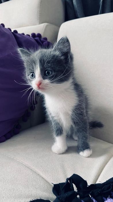 Симпоичные котятки