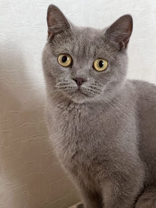 Кошка британка