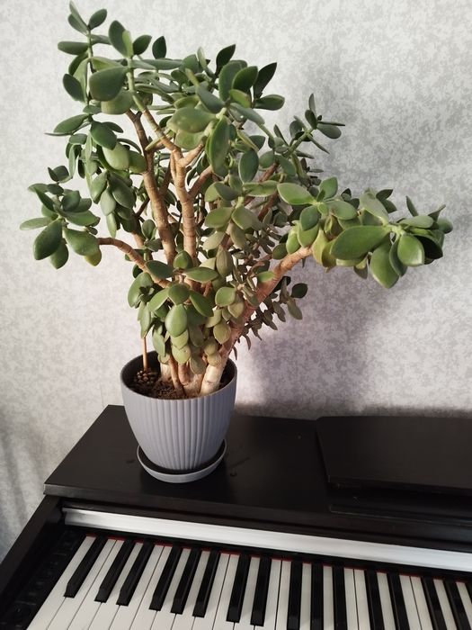 Денежное дерево, толстянка