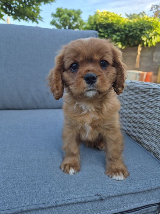 Cavalier king charles