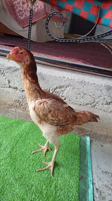 Дакан тауық сатылады