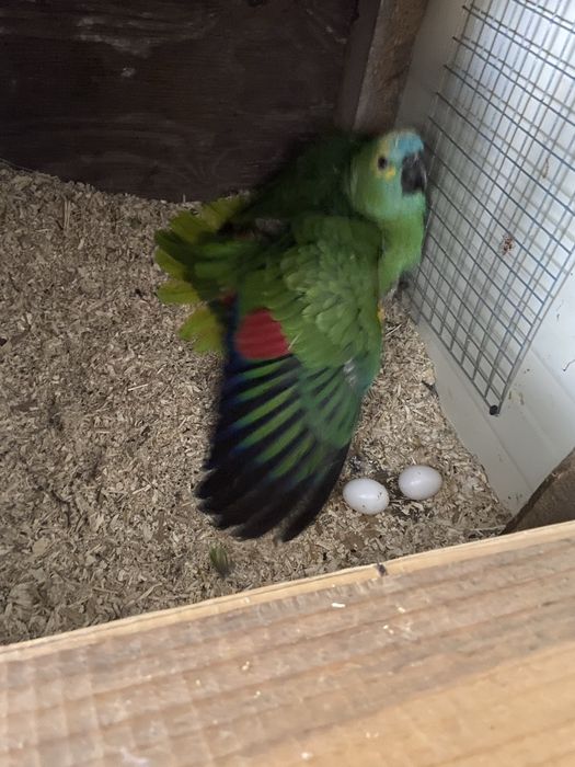 Pereche amazoni frunte albastra