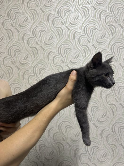 серый малышочек!