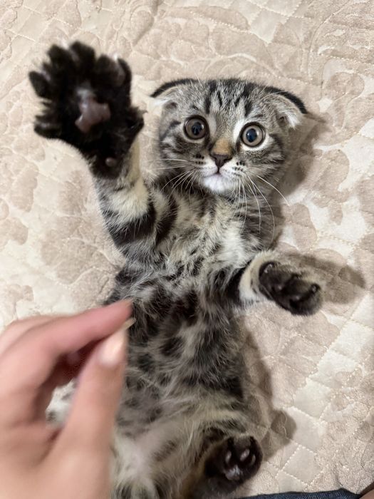 Шотландский кот