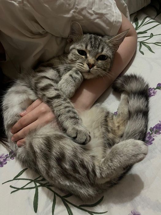 Шотландская кошка. Срочно