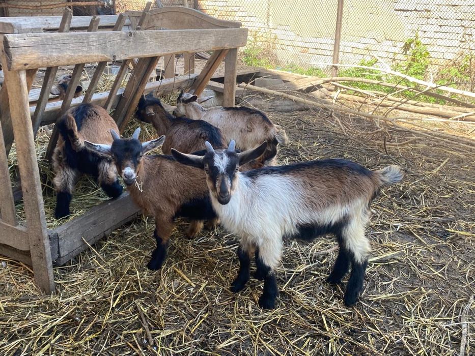 Продаеться козлята