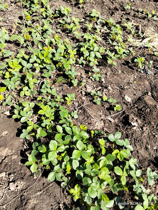 Stoloni capsuni remontante italia, butasi mur gigant Thornfree fara s