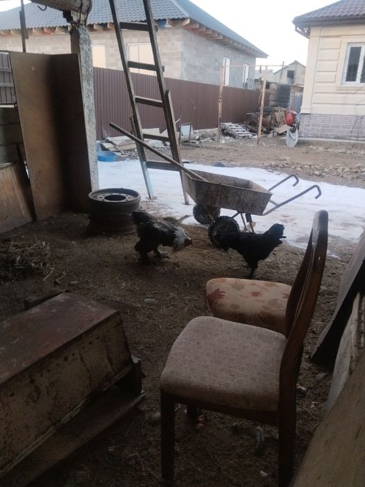 Петух әтеш сатамын брама