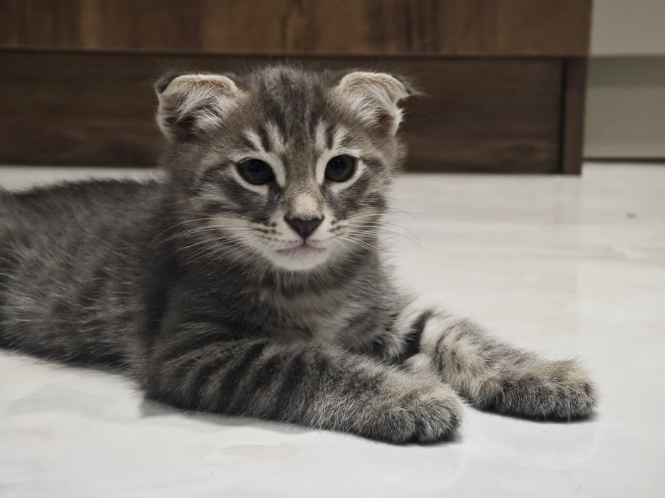 Вислоухий котенок