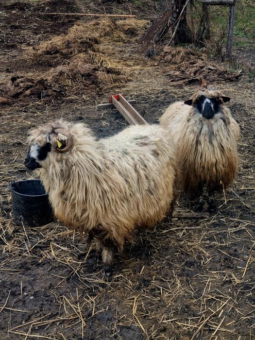 Vând oii și capre,