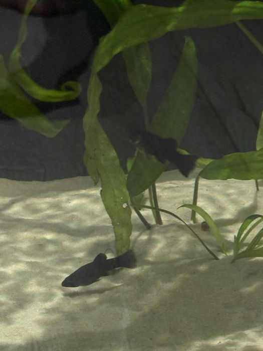 Аквариум живыми рыбками