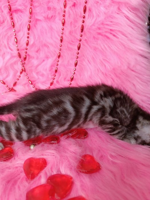 Продам бенгальских котят