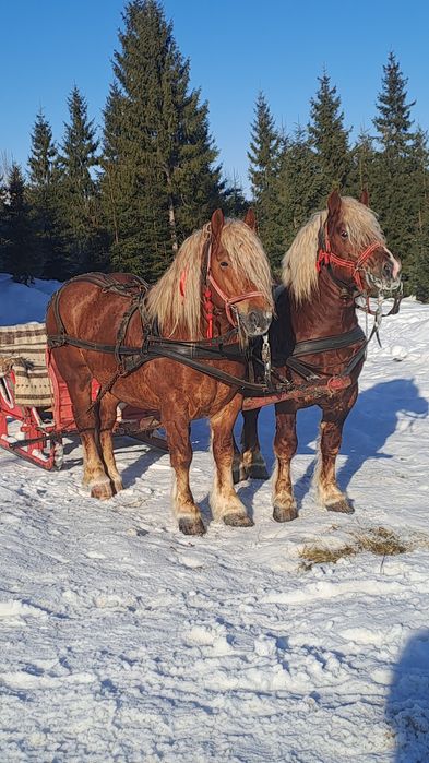 Vind armăsar 5ani de fitero