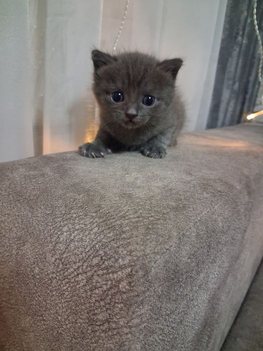 Отдам котят бесплатно.