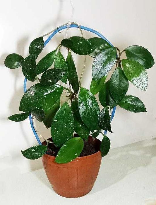 Продам. Продам  восковой плющ Хойя - красиво цветущее растение