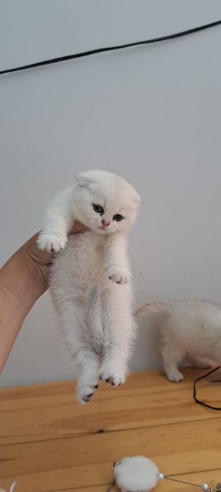 Anal porno jinsiy aloqa eng yaxshisidir