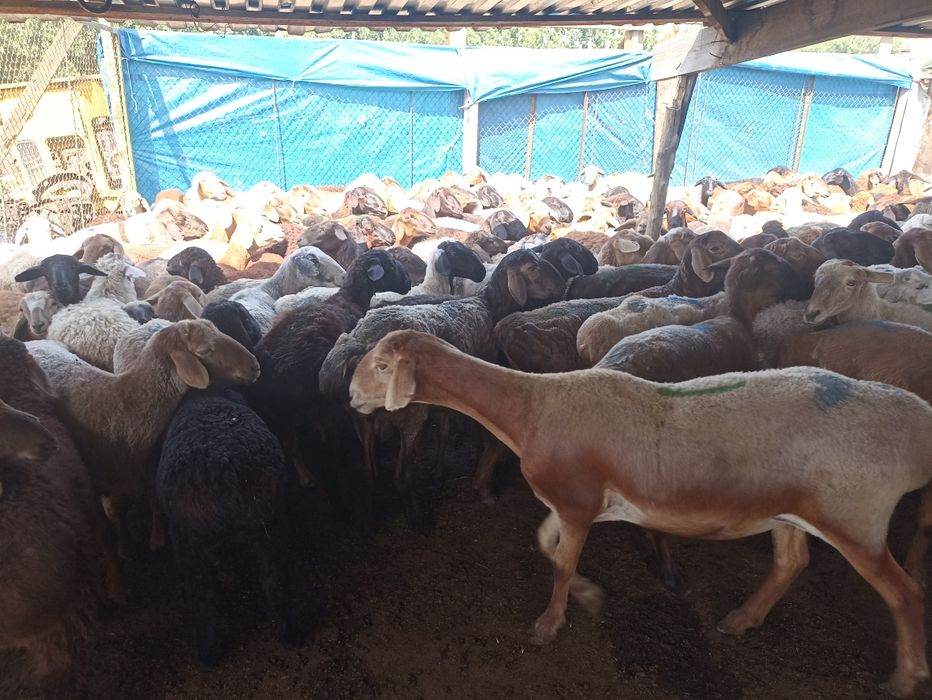 Кой кой  токты козы сек марка