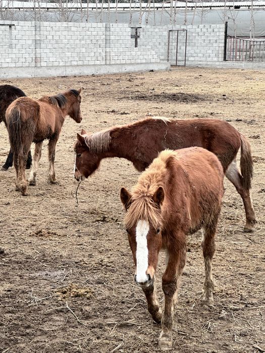 Зотдор тойлар оптом нархда сотилади, Россия Абакан