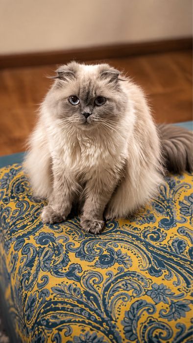 Котята шотландские