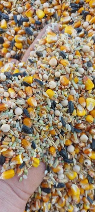 Depozit cereale vindem porumb vrac/sac amestec cereale