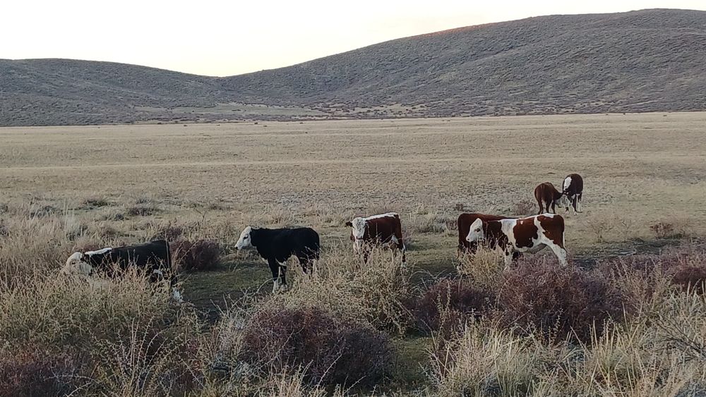 Семіз соғымдар сатылады
