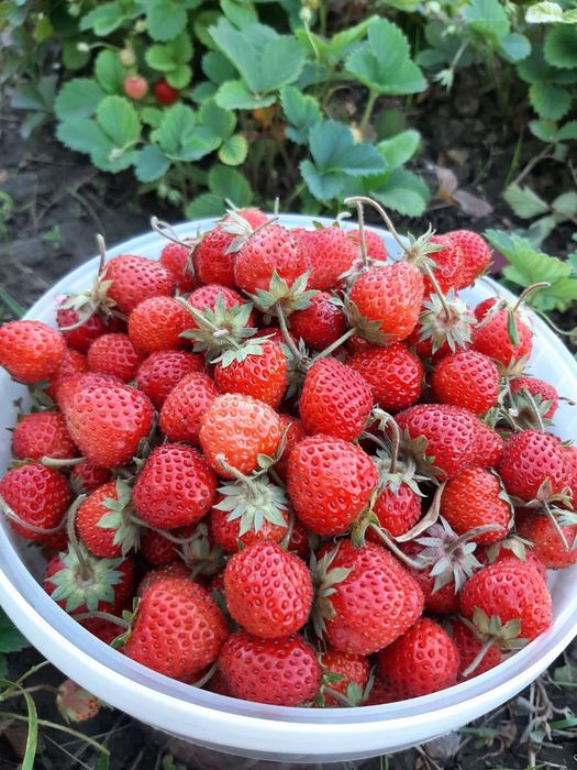 Продам усики клубники