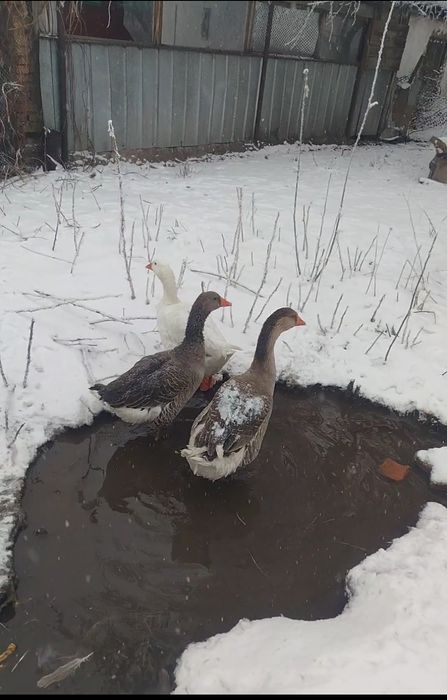 Индоутки 5+1  и Гуси 2+1