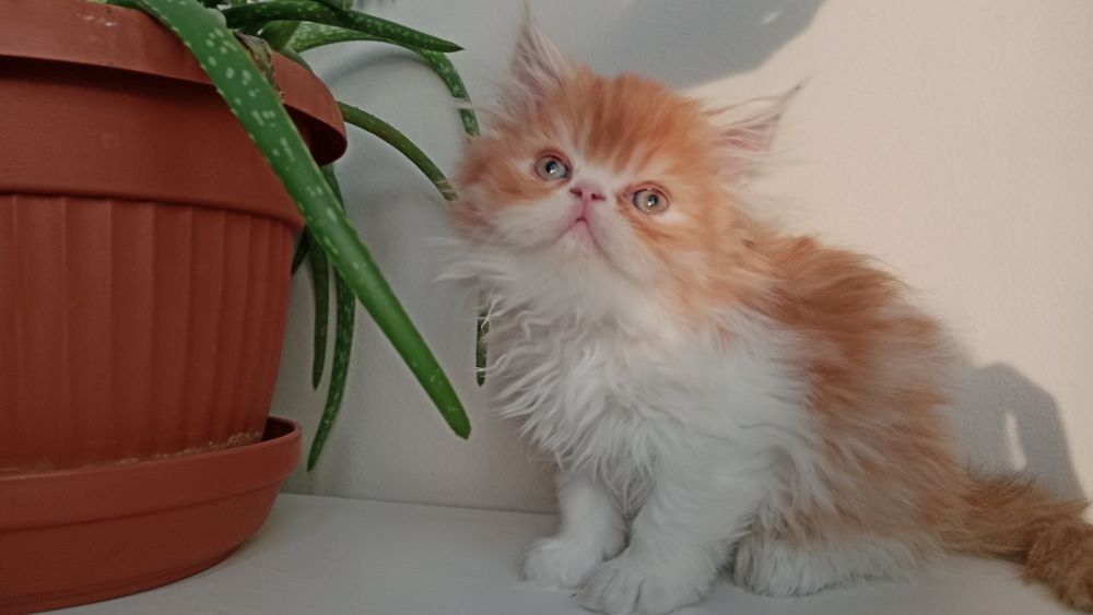 Котенок девочка персидская