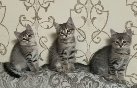 Отдам в хорошие руки