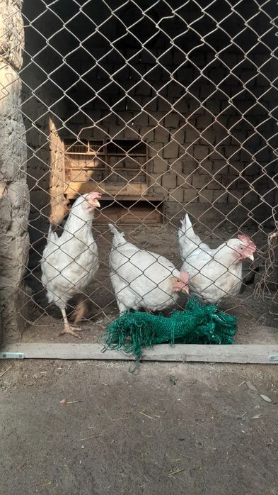 Тауықтар сатылады