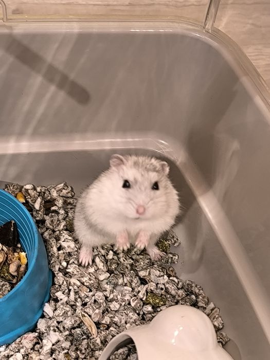 Hamster jucăuș caută o nouă căsuță!