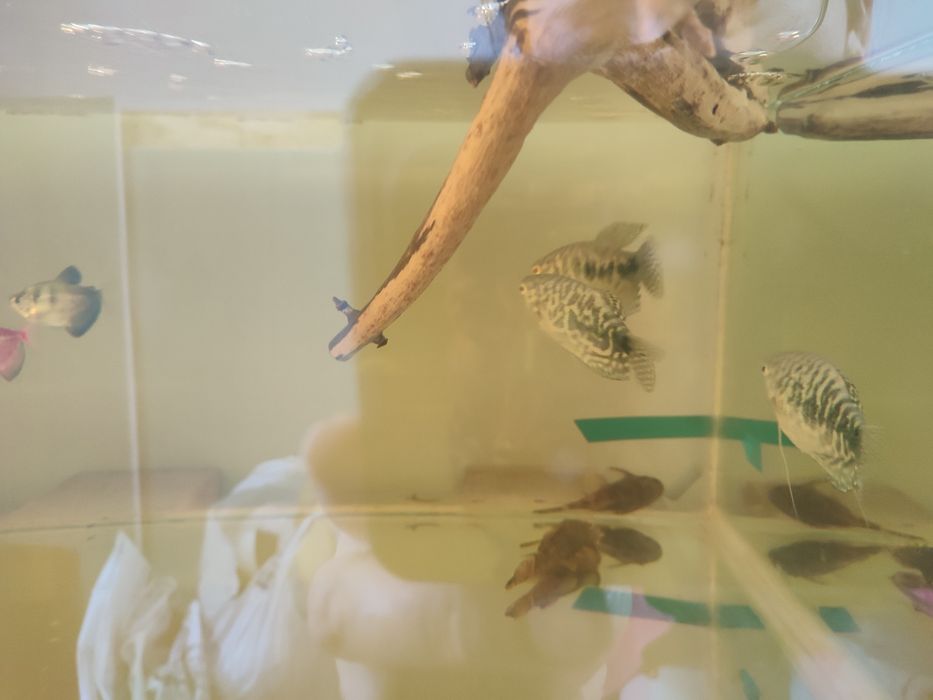 Срочно не дорого продам аквариумных рыб