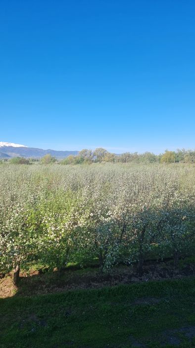 Яблоневый сад...