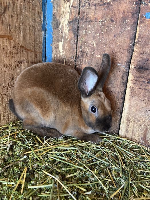 Disponibili Iepurași Rex pitic și Holland Lop ( berbec pitic)