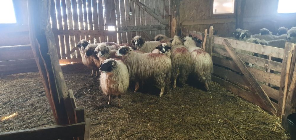 Oi breze disponibile