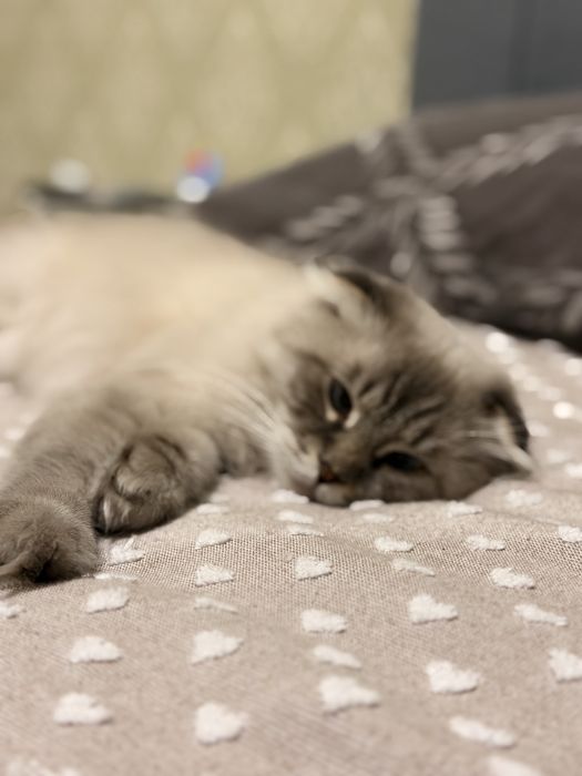 Отдадим кота бесплатно