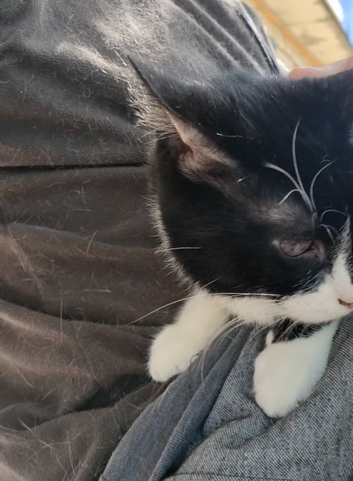 Кот, импозантный мужчина.